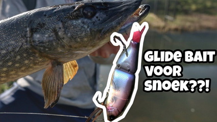 pasta Kleuterschool Voorgevoel Snoek vissen met een Glide Bait! Lusten de NL snoeken dit kunstaas? -  Roofvisweb.NL
